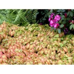 Bispehue 'Frohenleiten' Epimedium Perralchicum 'Frohenleiten' 10 Cm. Potte -Montoz Butik mi11441 epimedium perralchicum frohnleiten acfa