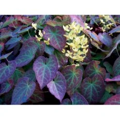 Bispehue 'Frohenleiten' Epimedium Perralchicum 'Frohenleiten' 10 Cm. Potte -Montoz Butik mi11441 epimedium perralchicum frohnleiten ffe5