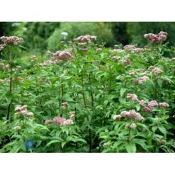 Hamp-Hjortetrøst Eupatorium Cannabinum 10 Cm. Potte 7 Hamp-Hjortetrøst Eupatorium Cannabinum 10 Cm. Potte -Montoz Butik mi11519 eupatorium cannabinum 4dee