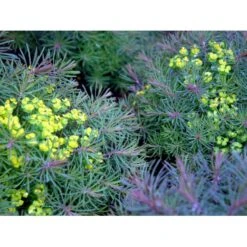 Cypres-Vortemælk 'Clarice Howard' Euphorbia Cyparissias 'Clarice Howard' 1 Liter Potte -Montoz Butik mi11537 euphorbia cyparissias clarice howard 3406