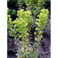Vortemælk Euphorbia X Martinii Bakke Med 12 Stk. -Montoz Butik mi11558 euphorbia x martinii 773c