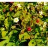 Skovjordbær Fragaria Vesca 10 Cm. Potte 2 Skovjordbær Fragaria Vesca 10 Cm. Potte -Montoz Butik mi11590 fragaria vesca 36a1
