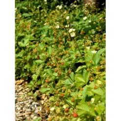 Skovjordbær Fragaria Vesca 10 Cm. Potte -Montoz Butik mi11590 fragaria vesca 4e6f