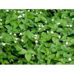 Skovjordbær Fragaria Vesca 10 Cm. Potte -Montoz Butik mi11590 fragaria vesca 8073