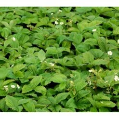 Skovjordbær Fragaria Vesca 10 Cm. Potte -Montoz Butik mi11590 fragaria vesca e6c6