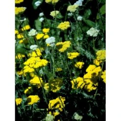 Pragtrøllike 'Coronation Gold' Achillea Filipendulina 'Coronation Gold' 1 Liter Potte 17 Pragtrøllike 'Coronation Gold' Achillea Filipendulina 'Coronation Gold' 1 Liter Potte -Montoz Butik mi115 achillea coronation gold 0bc6