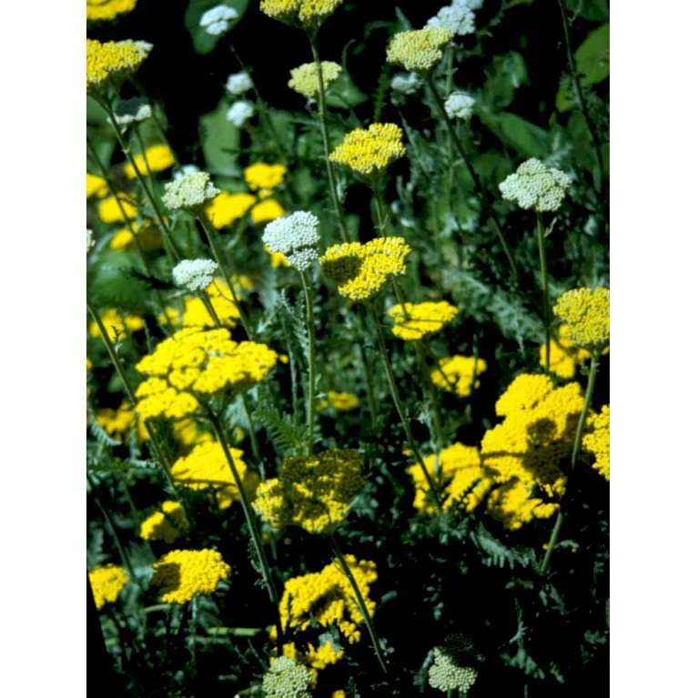 Pragtrøllike 'Coronation Gold' Achillea Filipendulina 'Coronation Gold' 1 Liter Potte 10 Pragtrøllike 'Coronation Gold' Achillea Filipendulina 'Coronation Gold' 1 Liter Potte - Billede 8