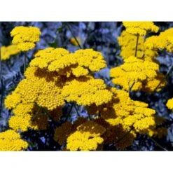 Pragtrøllike 'Coronation Gold' Achillea Filipendulina 'Coronation Gold' 1 Liter Potte 16 Pragtrøllike 'Coronation Gold' Achillea Filipendulina 'Coronation Gold' 1 Liter Potte -Montoz Butik mi115 achillea coronation gold 207d