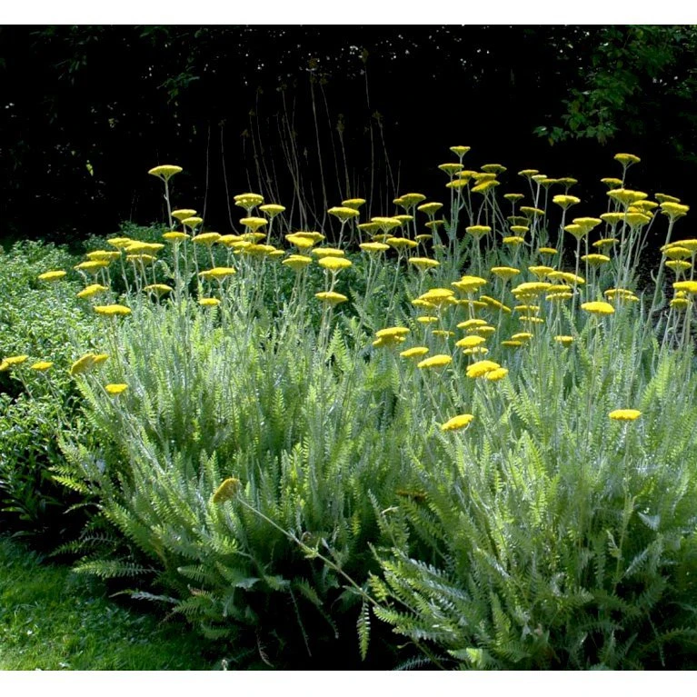 Pragtrøllike 'Coronation Gold' Achillea Filipendulina 'Coronation Gold' 1 Liter Potte 3 Pragtrøllike 'Coronation Gold' Achillea Filipendulina 'Coronation Gold' 1 Liter Potte