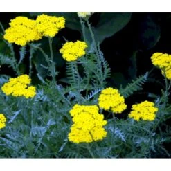 Pragtrøllike 'Coronation Gold' Achillea Filipendulina 'Coronation Gold' 1 Liter Potte 13 Pragtrøllike 'Coronation Gold' Achillea Filipendulina 'Coronation Gold' 1 Liter Potte -Montoz Butik mi115 achillea coronation gold 49fe