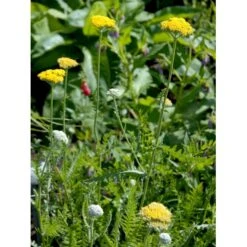 Pragtrøllike 'Coronation Gold' Achillea Filipendulina 'Coronation Gold' 1 Liter Potte 12 Pragtrøllike 'Coronation Gold' Achillea Filipendulina 'Coronation Gold' 1 Liter Potte -Montoz Butik mi115 achillea coronation gold 580a