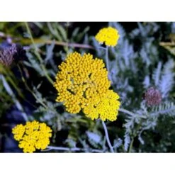 Pragtrøllike 'Coronation Gold' Achillea Filipendulina 'Coronation Gold' 1 Liter Potte 14 Pragtrøllike 'Coronation Gold' Achillea Filipendulina 'Coronation Gold' 1 Liter Potte -Montoz Butik mi115 achillea coronation gold df97