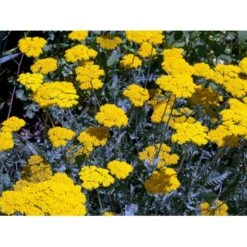 Pragtrøllike 'Coronation Gold' Achillea Filipendulina 'Coronation Gold' 1 Liter Potte 15 Pragtrøllike 'Coronation Gold' Achillea Filipendulina 'Coronation Gold' 1 Liter Potte -Montoz Butik mi115 achillea coronation gold f9b8
