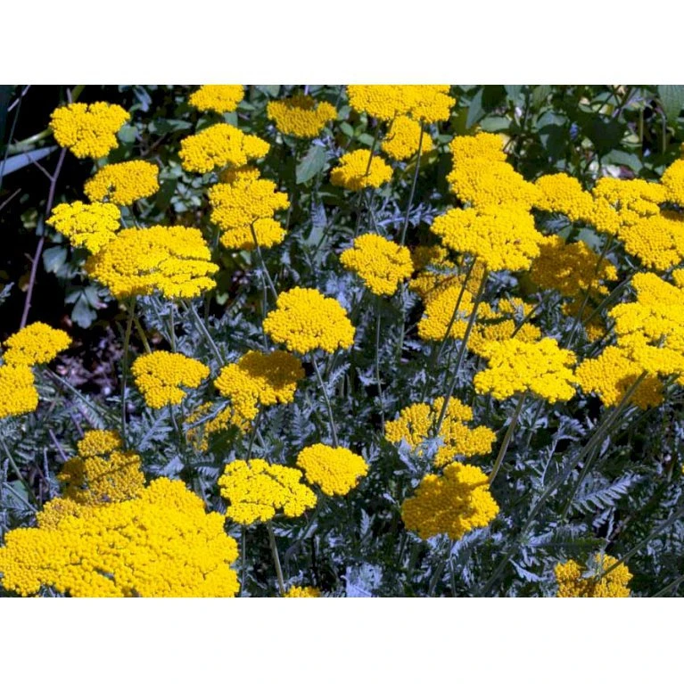 Pragtrøllike 'Coronation Gold' Achillea Filipendulina 'Coronation Gold' 1 Liter Potte 8 Pragtrøllike 'Coronation Gold' Achillea Filipendulina 'Coronation Gold' 1 Liter Potte - Billede 6