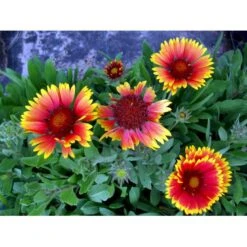Kokardeblomst Gaillardia Aristata 'Kobold' 1 Liter Potte -Montoz Butik mi11601 gaillardia kobold 50e8