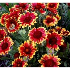 Kokardeblomst Gaillardia Aristata 'Kobold' 1 Liter Potte -Montoz Butik mi11601 gaillardia kobold 9be0