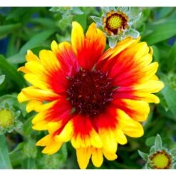 Kokardeblomst Gaillardia Aristata 'Kobold' 1 Liter Potte -Montoz Butik mi11601 gaillardia kobold e4ba