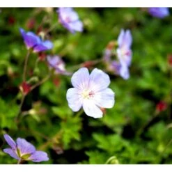 Storkenæb 'Azure Rush' Geranium Hybrid 'Azure Rush' 1 Liter Potte -Montoz Butik mi11632 geranium azure rush r 5c8d