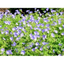 Storkenæb 'Brookside' Geranium Hybrid 'Brookside' 1 Liter Potte -Montoz Butik mi11634 geranium brookside 0445