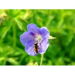 Storkenæb 'Brookside' Geranium Hybrid 'Brookside' 1 Liter Potte -Montoz Butik mi11634 geranium brookside 489a