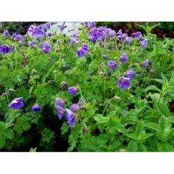 Storkenæb 'Brookside' Geranium Hybrid 'Brookside' 1 Liter Potte -Montoz Butik mi11634 geranium brookside b8ab