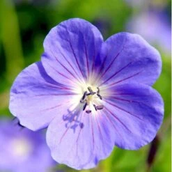 Storkenæb 'Brookside' Geranium Hybrid 'Brookside' 1 Liter Potte -Montoz Butik mi11634 geranium brookside bfc9