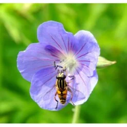 Storkenæb 'Brookside' Geranium Hybrid 'Brookside' 1 Liter Potte -Montoz Butik mi11634 geranium brookside ebd2