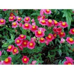 Soløje 'Mette' Helianthemum Hybrid 'Mette' 10 Cm. Potte -Montoz Butik mi1163 helianthemum mette bc04