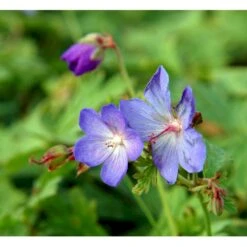 Himalaya-Storkenæb 'Johnsons Blue' Geranium Himalayense 'Johnsons Blue' 1 Liter Potte 9 Himalaya-Storkenæb 'Johnsons Blue' Geranium Himalayense 'Johnsons Blue' 1 Liter Potte -Montoz Butik mi11660 geranium incanum johnsons blue 5a4f