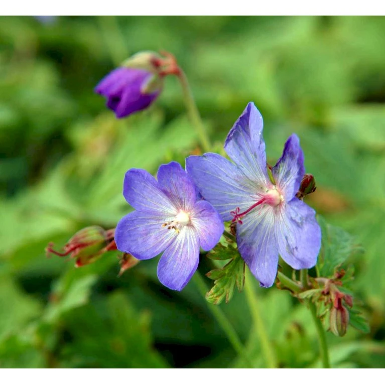 Himalaya-Storkenæb 'Johnsons Blue' Geranium Himalayense 'Johnsons Blue' 1 Liter Potte 5 Himalaya-Storkenæb 'Johnsons Blue' Geranium Himalayense 'Johnsons Blue' 1 Liter Potte - Billede 3