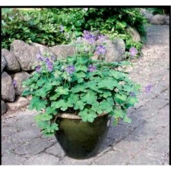 Storkenæb 'Philippe Vapelle' Geranium X Renardii 'Philippe Vapelle' 1 Liter Potte -Montoz Butik mi11678 geranium philippe vapelle 5256