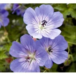 Storkenæb 'Rozanne' Geranium Hybrid 'Rozanne' 1 Liter Potte -Montoz Butik mi11692 geranium rozanne 2af1