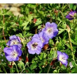 Storkenæb 'Rozanne' Geranium Hybrid 'Rozanne' 1 Liter Potte -Montoz Butik mi11692 geranium rozanne 507d