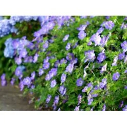 Storkenæb 'Rozanne' Geranium Hybrid 'Rozanne' 1 Liter Potte -Montoz Butik mi11692 geranium rozanne 8955