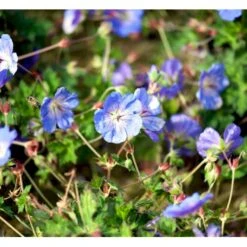 Storkenæb 'Rozanne' Geranium Hybrid 'Rozanne' 1 Liter Potte -Montoz Butik mi11692 geranium rozanne cfc9