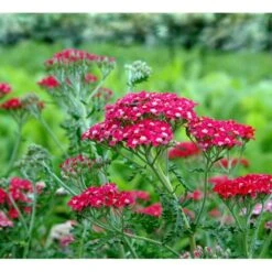 Røllike 'Paprika' Achillea Millefolium 'Paprika' 1 Liter Potte -Montoz Butik mi116 achillea millefolium paprika 4ec5
