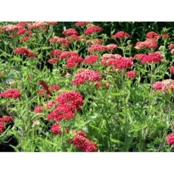 Røllike 'Paprika' Achillea Millefolium 'Paprika' 1 Liter Potte -Montoz Butik mi116 achillea millefolium paprika 4f21