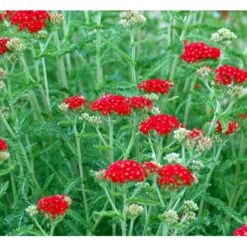 Røllike 'Paprika' Achillea Millefolium 'Paprika' 1 Liter Potte -Montoz Butik mi116 achillea millefolium paprika bcc6