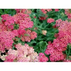 Røllike 'Paprika' Achillea Millefolium 'Paprika' 1 Liter Potte -Montoz Butik mi116 achillea millefolium paprika cfee