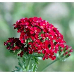 Røllike 'Paprika' Achillea Millefolium 'Paprika' 1 Liter Potte -Montoz Butik mi116 achillea millefolium paprika d23e