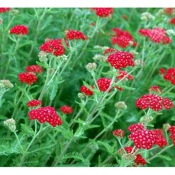 Røllike 'Paprika' Achillea Millefolium 'Paprika' 1 Liter Potte -Montoz Butik mi116 achillea millefolium paprika d93a