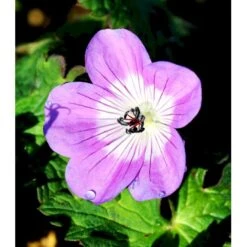 Storkenæb 'Sylvia's Surprise' Geranium Hybrid 'Sylvia's Surprise' (r) 1 Liter Potte -Montoz Butik mi11700 geranium sylvia s surprise r 4031