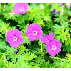 Storkenæb 'Tiny Monster' Geranium Hybrid 'Tiny Monster' 10 Cm. Potte 9 Storkenæb 'Tiny Monster' Geranium Hybrid 'Tiny Monster' 10 Cm. Potte -Montoz Butik mi11703 geranium tiny monster d98f