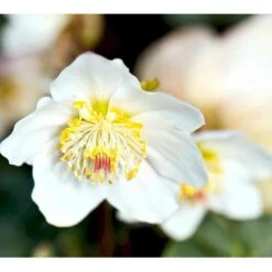 Julerose 'Christmas Carol' Helleborus Niger 'Christmas Carol' Med Potte 7 Julerose 'Christmas Carol' Helleborus Niger 'Christmas Carol' Med Potte -Montoz Butik mi1170 helleborus niger christmas carol 13f1