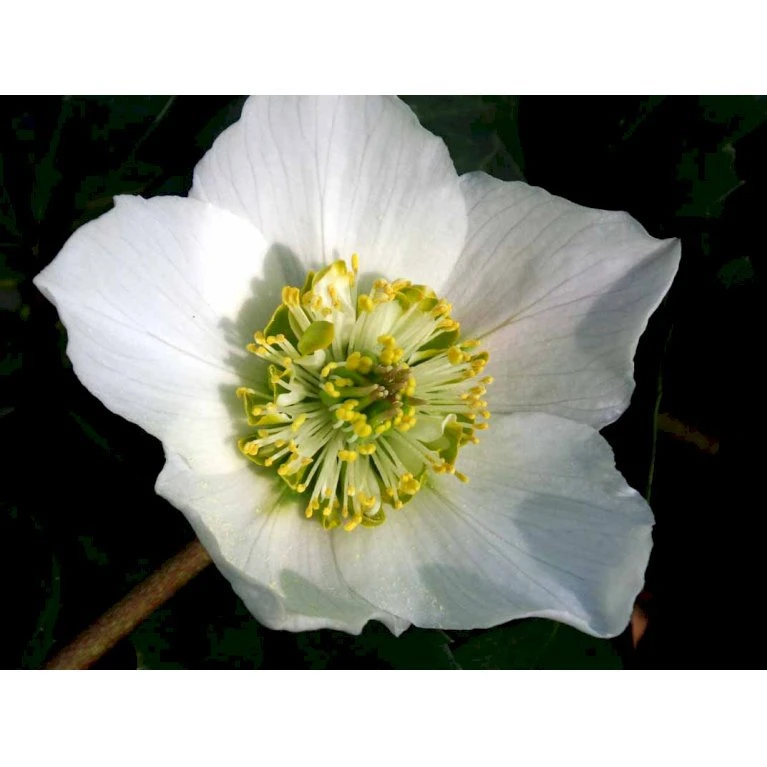 Julerose 'Praecox' Helleborus Niger 'Praecox' 1 Liter Potte 5 Julerose 'Praecox' Helleborus Niger 'Praecox' 1 Liter Potte - Billede 3