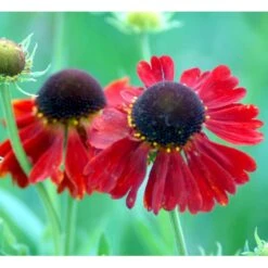Solbrud 'Moerheim Beauty' Helenium Hybrid 'Moerheim Beauty' 1 Liter Potte -Montoz Butik mi11759 helenium moerheim beauty b73a