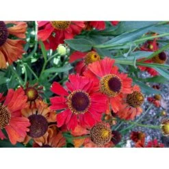 Solbrud 'Moerheim Beauty' Helenium Hybrid 'Moerheim Beauty' 1 Liter Potte -Montoz Butik mi11759 helenium moerheim beauty bcc9