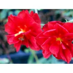 Soløje 'Amabile Plenum' Helianthemum Hybrid 'Amabile Plenum' 10 Cm. Potte -Montoz Butik mi11765 helianthemum amabile plenum b8a0