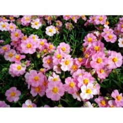 Soløje 'Lawrensons Pink' Helianthemum Hybrid 'Lawrensons Pink' 10 Cm. Potte -Montoz Butik mi11783 helianthemum lawrenson s pink 53bd