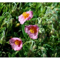 Soløje 'Lawrensons Pink' Helianthemum Hybrid 'Lawrensons Pink' 10 Cm. Potte -Montoz Butik mi11783 helianthemum lawrenson s pink b12a